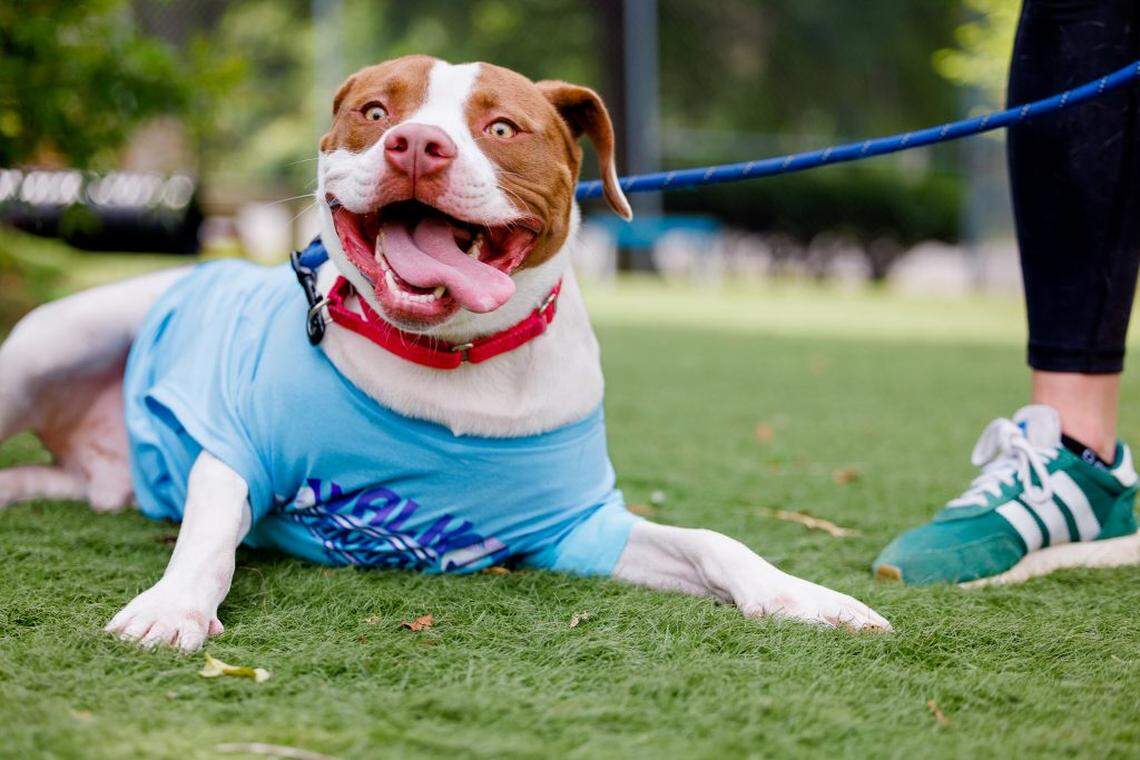 Echo, a brown and white pit bull, is one of many dogs available for adoption at the Animal Protection Society of Durham. Photo courtesy of APS Durham.