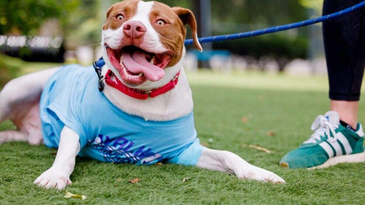 The City of Forest Acres will soon adopt Richland County’s mandatory pet registration policy.