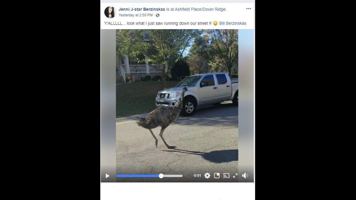 Several Durham residents got video and photos of Darwin the emu after he escaped from his home. He was captured safely by Durham County Sheriff’s deputies.