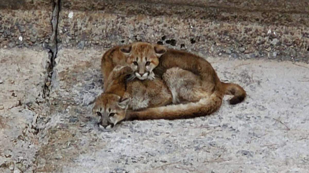 A pair of young mountain lion siblings were rescued from the dam spillway they were trapped in just before water rushed in, photos and video show.