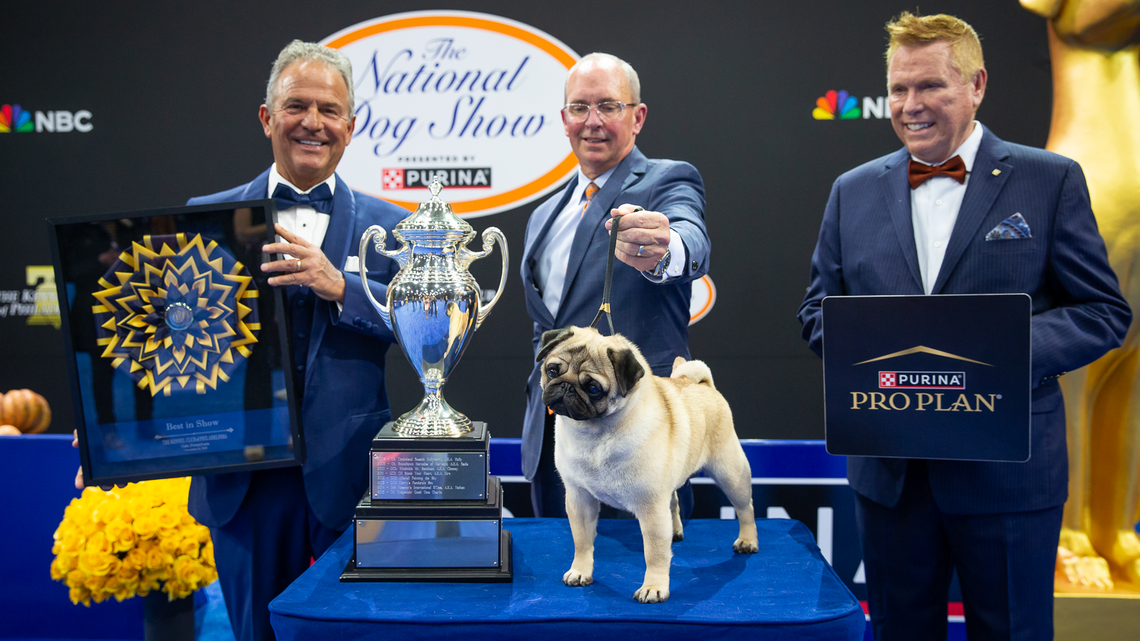 Meet Vito, the NC pug who won the 2024 National Dog Show competition on Thanksgiving
