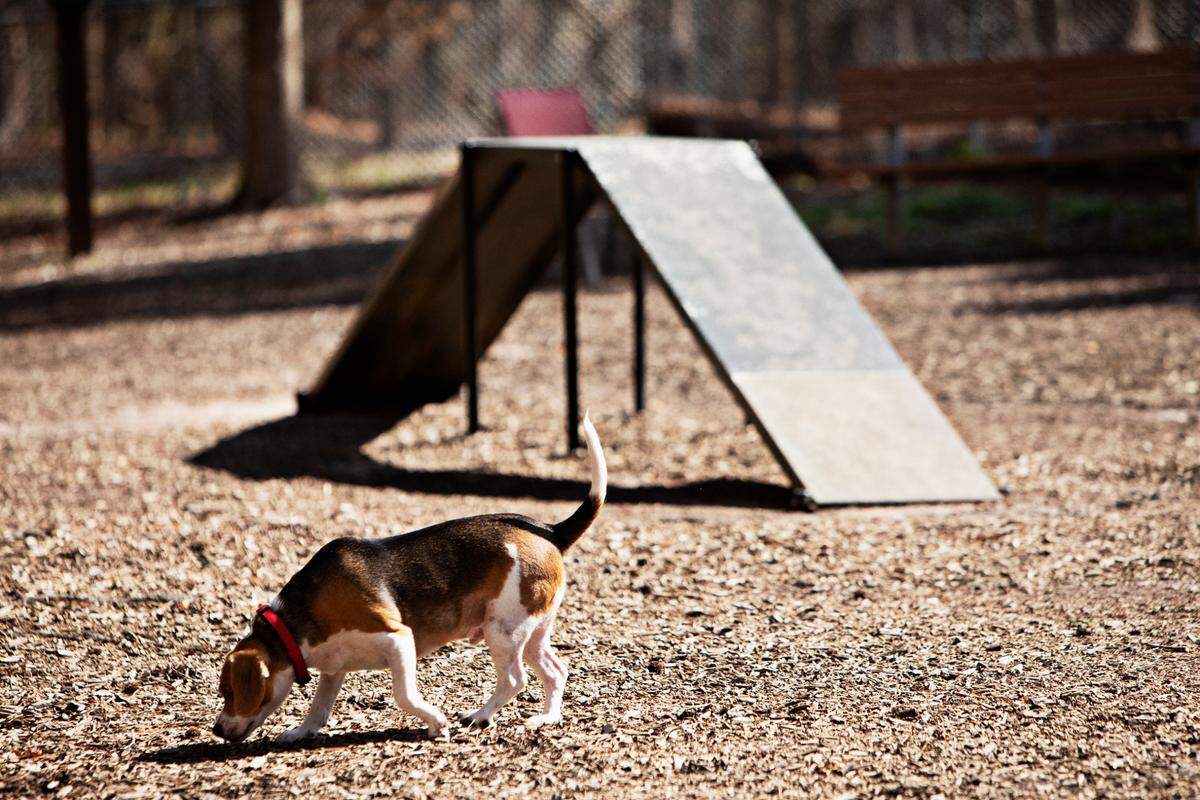 Banjo sniffs about at the Millbrook Exchange Dog Park in Raleigh on Friday, March 18, 2022. The park has separate play areas for small and large dogs.