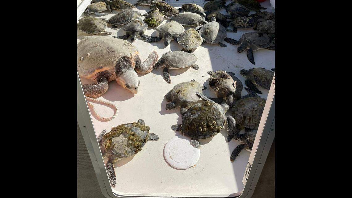 Cape Lookout National Seashore posted this photo Jan. 12 of a group of cold stunned sea turtles picked up off its beaches. Many were Many were juvenile green and Kemp’s Ridleys turtles, the park said.