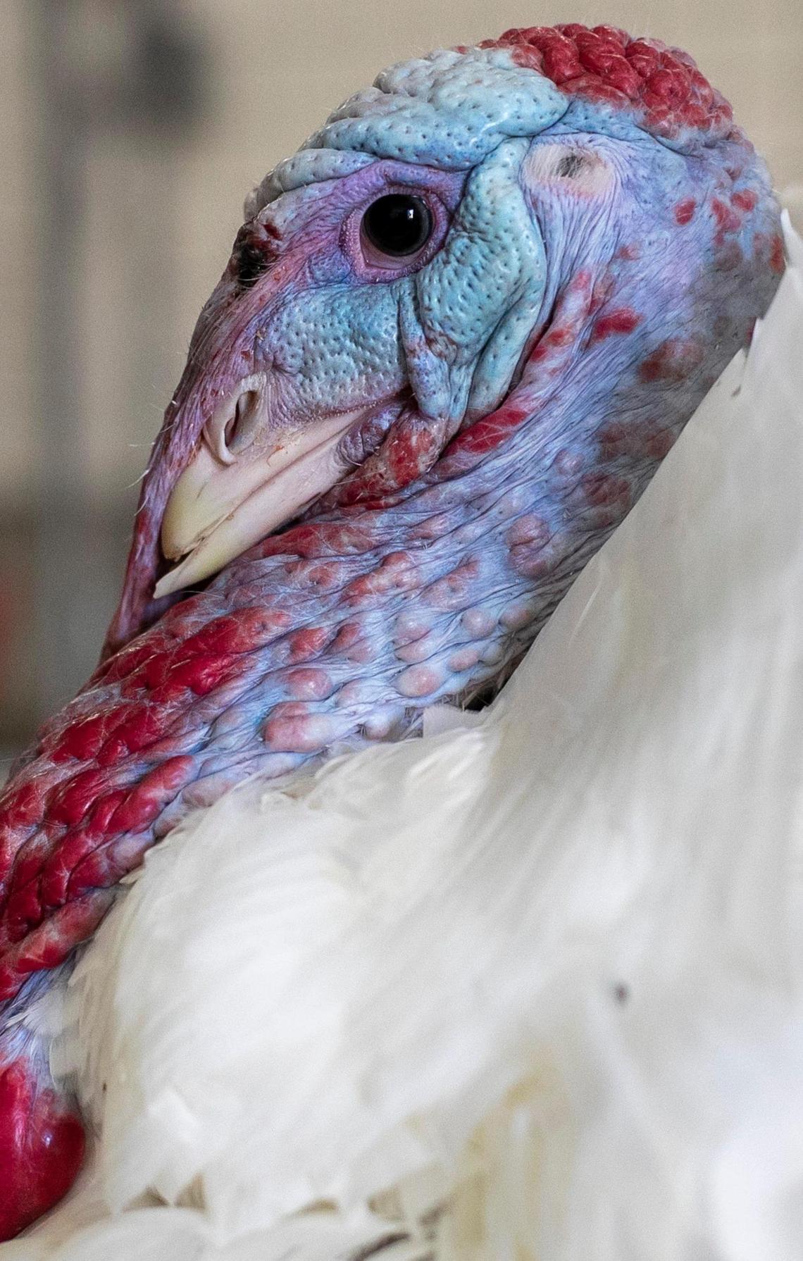 Chocolate, one of the National Thanksgiving Turkeys which were pardoned last week by President Joe Biden, has settled into his new home at N.C. State University’s Talley Turkey Education Unit on Mid Pines Road on Wednesday, November 23, 202 in Raleigh, N.C.