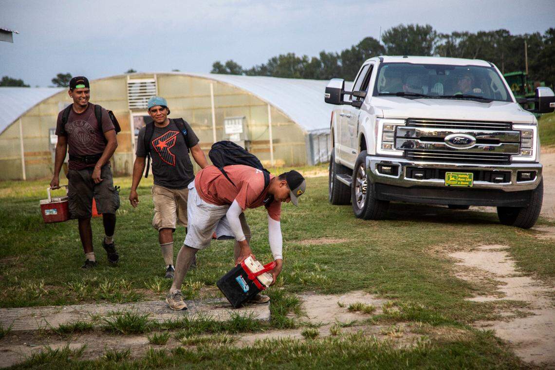 Farmworkers return from a day of working in the fields at a Johnston County farmworker camp Thursday August 27, 2020.