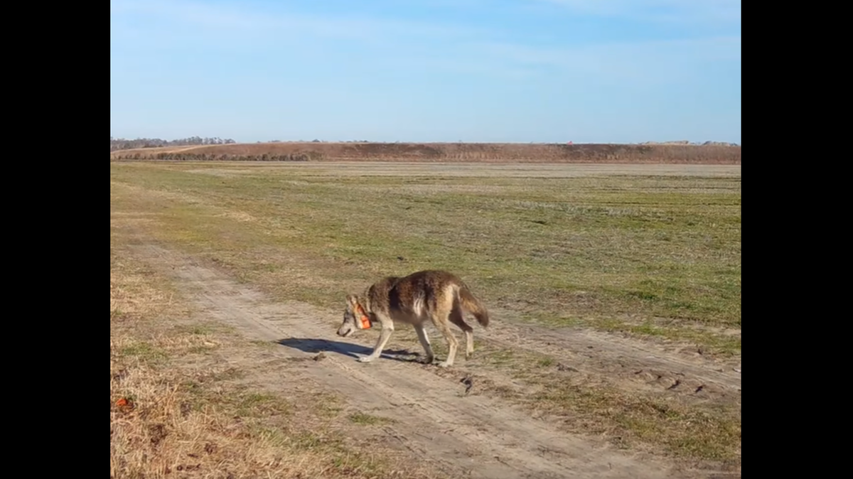 Endangered wolf matriarch known for ‘prowess’ dies in North Carolina. ‘Will be missed’