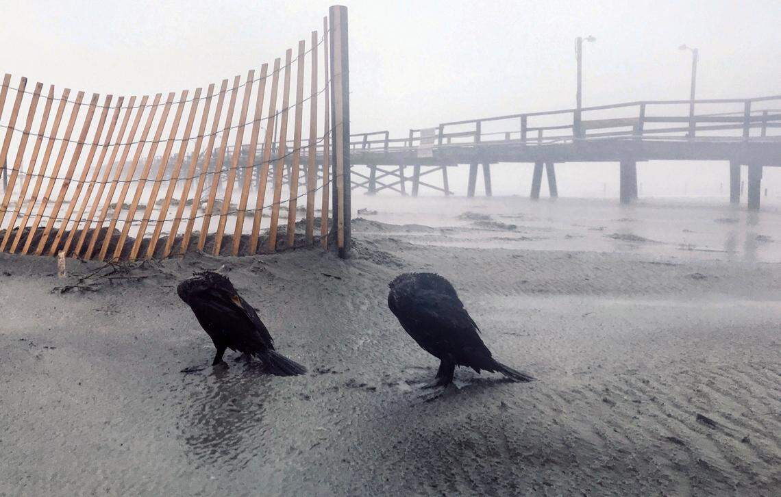 Birds huddle against the wind and rain of Hurricane Florence at the Oceana Pier in Atlantic Beach, N.C. Friday morning, Sept. 14, 2018.  Hurricane Florence moved ashore Friday morning bring heavy rains, wind, storm surge and flooding to eastern North Carolina.