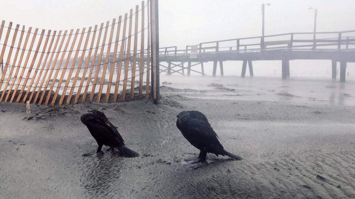 What do birds do during a hurricane? CuriousNC finds few ruffled feathers.