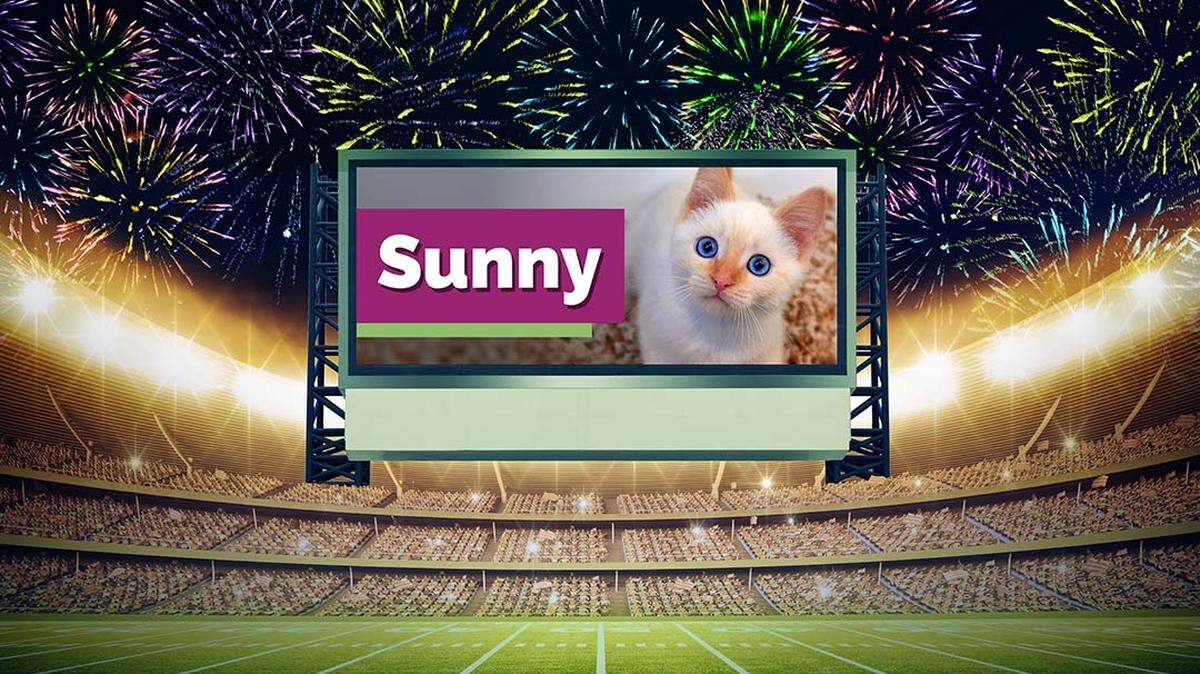 Sunny, a Flame Point Siamese mix kitten at SAFE Haven for Cats in Raleigh, will be featured during the halftime show of this year’s Puppy Bowl on Animal Planet and streaming service Discovery+.
