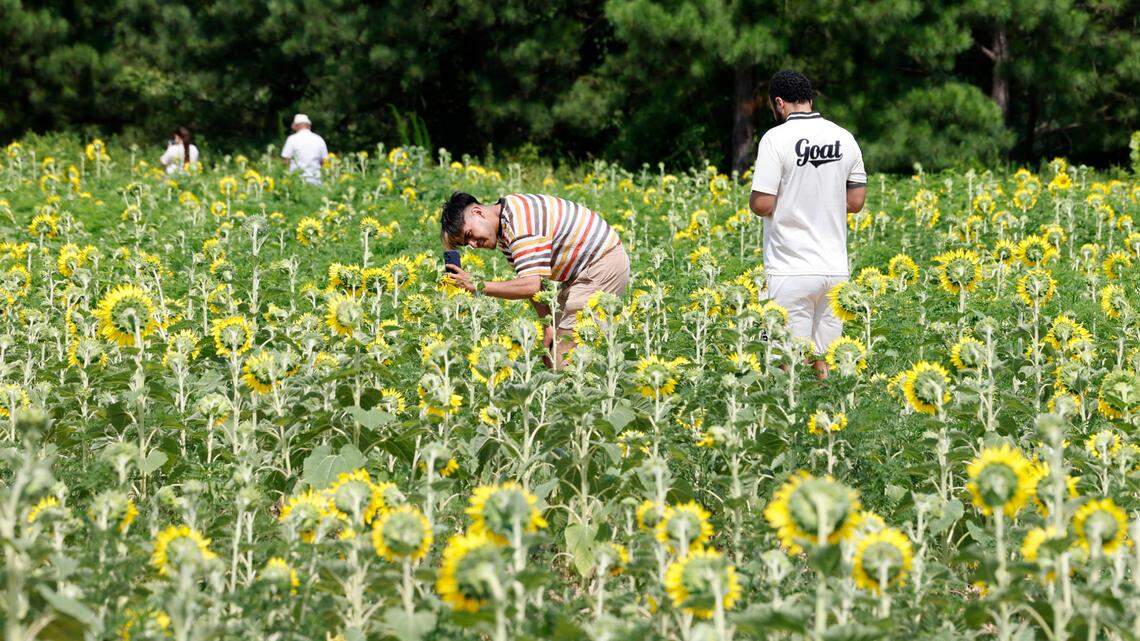 Allan Hernandez of Garner takes a photo of a sunflower while walking with John Donald of Cary at Dorothea Dix Park’s sunflower field in Raleigh, N.C., Friday, July 5, 2024.