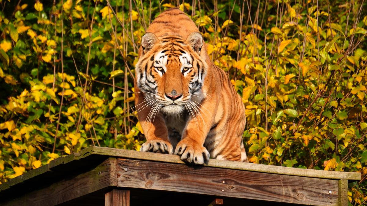 Naveen is one of four tigers that settled in 2021 at the Carolina Tiger Rescue sanctuary near Pittsboro, NC, after being rescued from the Tiger King Park in Oklahoma. He now has a tennis court-size enclosure with a cabin for shelter, toys and regular care.