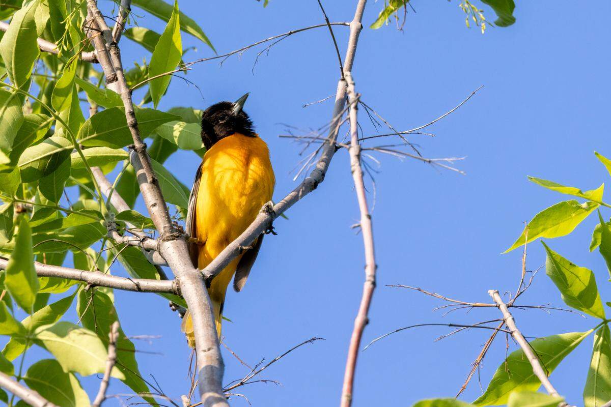 Baltimore Oriole.