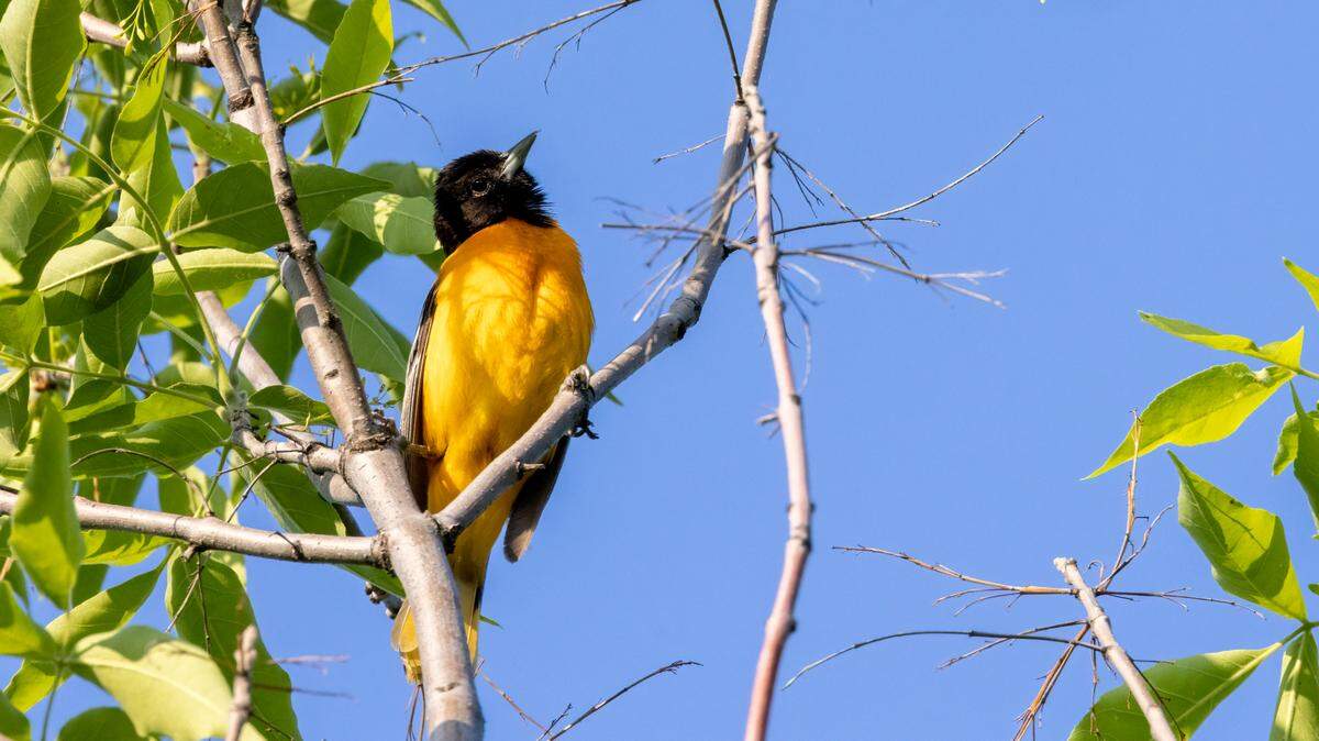 Baltimore Oriole.