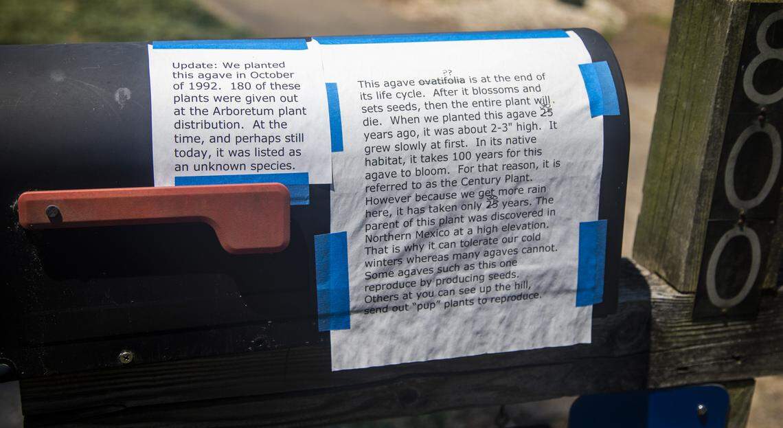 A sign on Alan Tharp’s mailbox describes a 19-foot-tall century plant (Agave americana) is in bloom at his home in Raleigh where it was planted in 1992. Despite its name, a century plant usually blooms every 10 to 25 years.