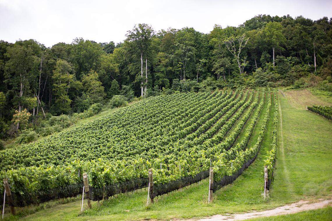 Stone Ashe Vineyard in Hendersonville won the top readers’ choice award for the best new winery in the United States.