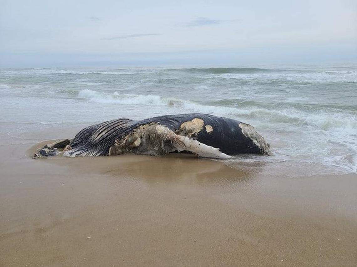 This adult humpback whale was found dead at Pea Island National Wildlife Refuge in 2021. It was one of three humpbacks that stranded along the North Carolina coast that year.