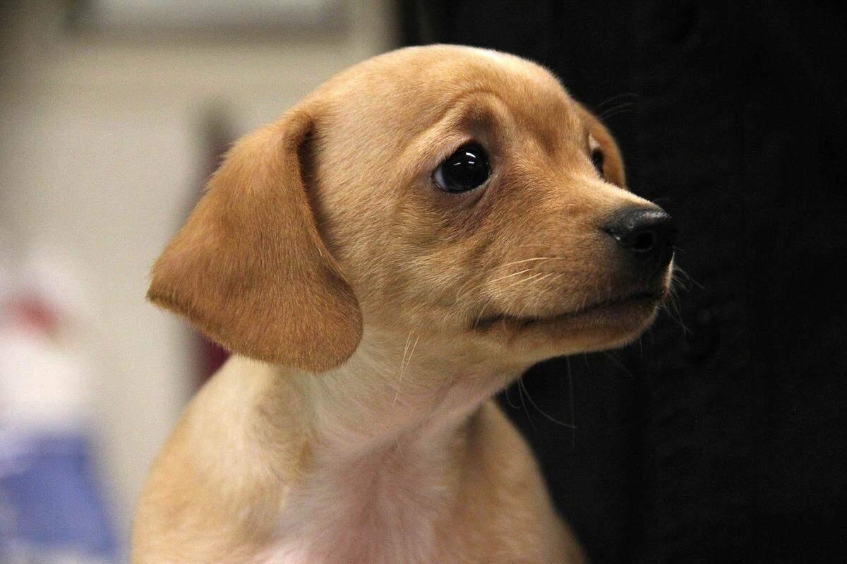 The Wake County Animal Center will remain closed until at least the end of November after a recent outbreak of canine influenza,