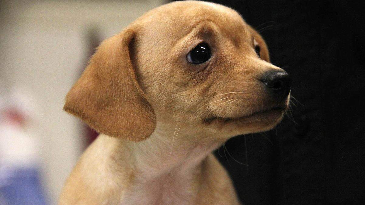 The Wake County Animal Center will close for at least 35 days after two dogs died during a canine flu outbreak.