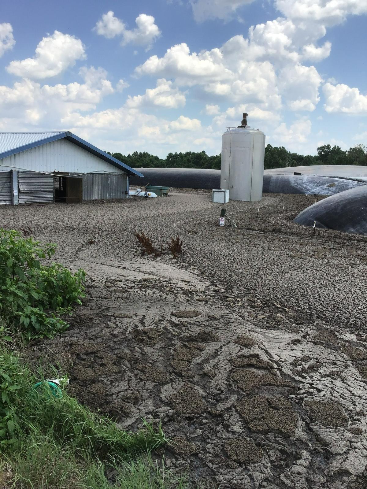 An anaerobic digester on White Oak Farms in Fremont, N.C., tore on May 30, sending foam across the property. This photo, taken by N.C. Department of Environmental Quality staff, shows foam about half-way up a propane tank.