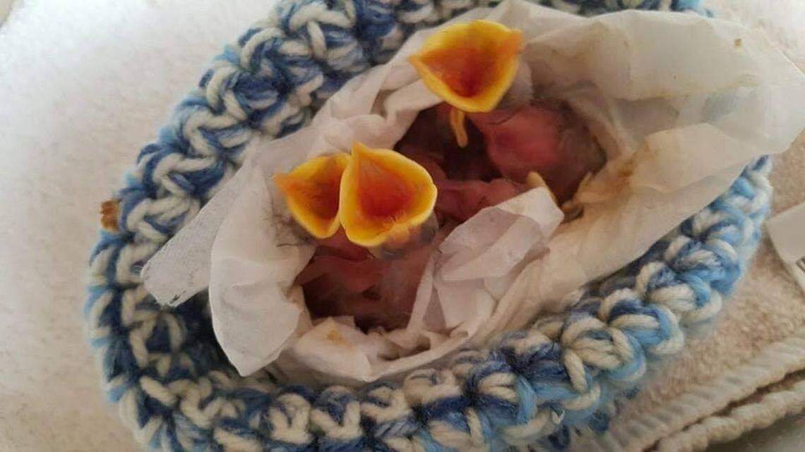 Carolina Waterfowl Rescue posted on its Facebook asking for hand-knitted nests for baby birds