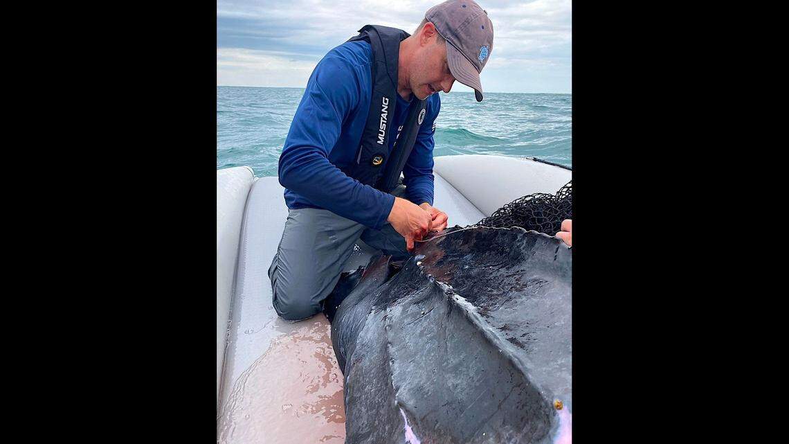 Investigator Chris Sasso with NOAA National Marine Fisheries applies a satellite tag to the rear end of a leatherback sea turtle shell found off Cape Lookout NC.