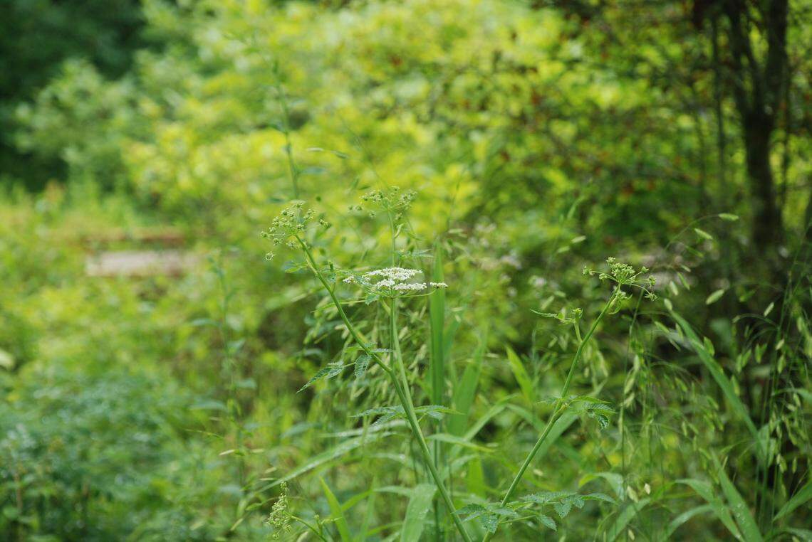 Spotted water hemlock.