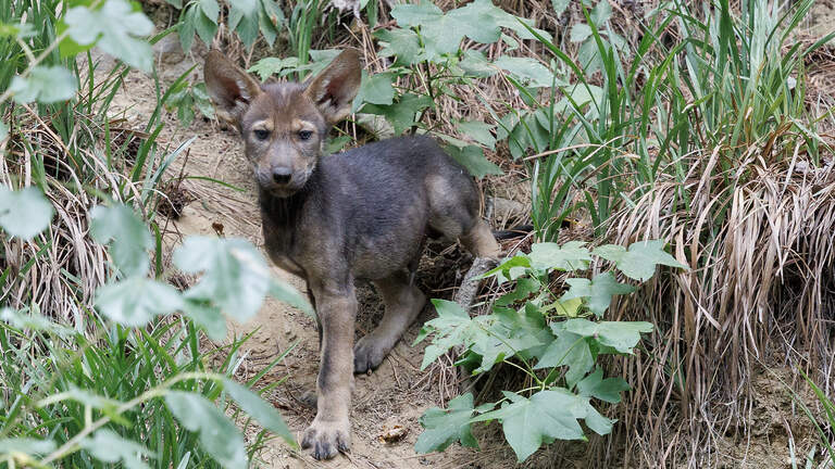 Museum of Life and Science debuts climate exhibit, welcomes red wolf pups