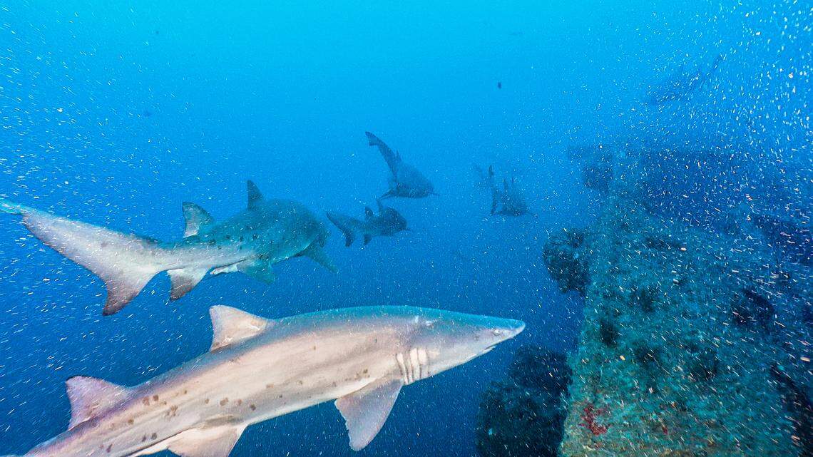 Sand tiger sharks were seen crowded around the wreck of E.M. Clark off North Carolina, which was sunk by torpedoes from a German U-boat in 1942.