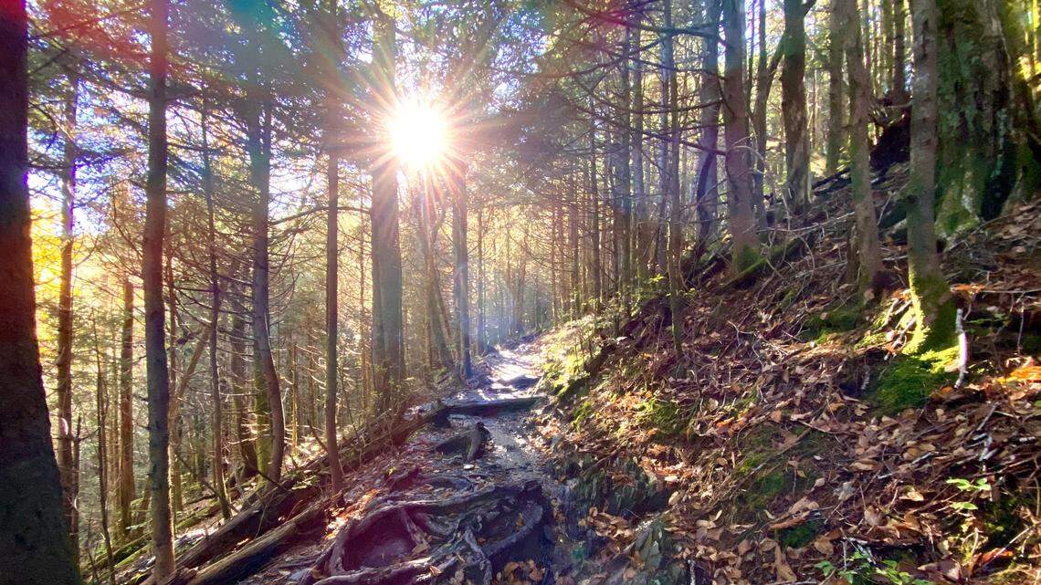The Appalachian Trail winds its way through the Smokies over a distance of about 70 miles; here it ascends between Charlie’s Bunion and Newfound Gap.