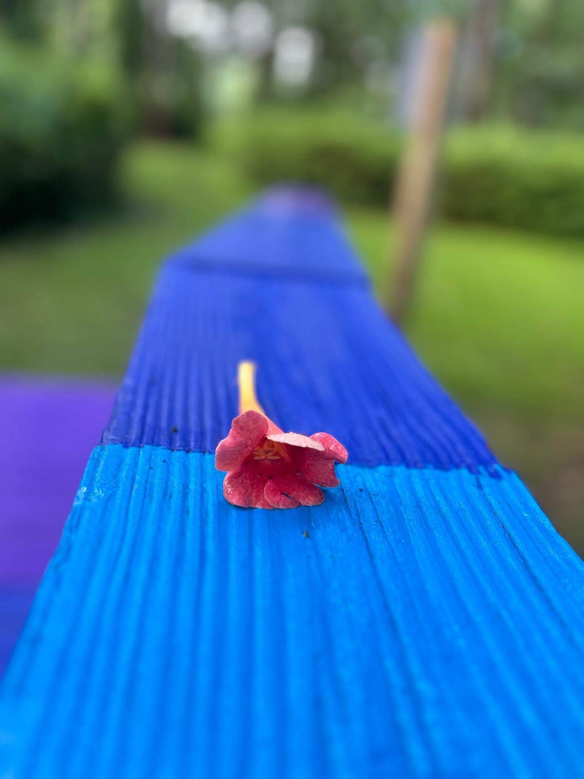 A flower left for departed pets at the Rainbow Bridge in Wilmington’s Greenfield Lake Park.