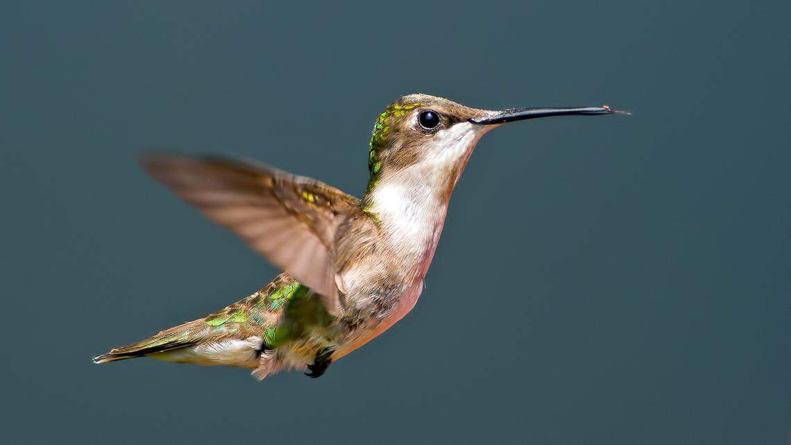 Are hummingbirds back in Georgia yet?Here’s how to prepare & when to put out feeders