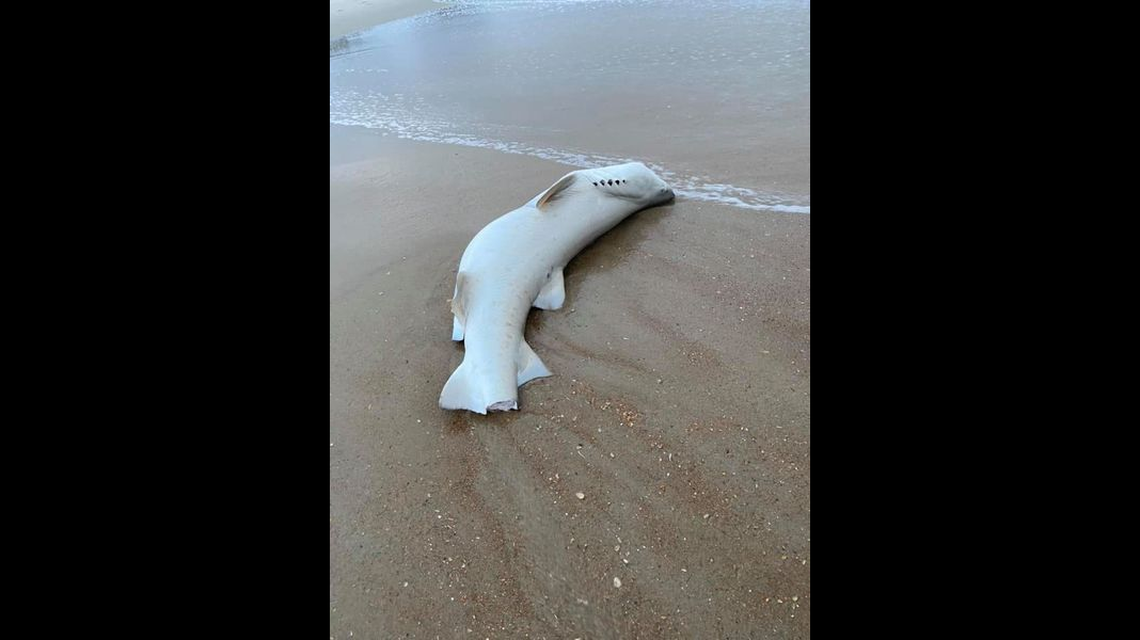 This 4-foot sand tiger shark is missing about 1-foot of tail. What happened?