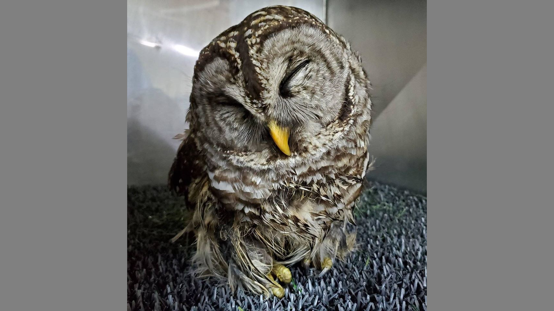 And owl was stuck in a grille for hours after being hit by a car traveling from Wilmington, NC to Southern Shores, NC, rescuers say.