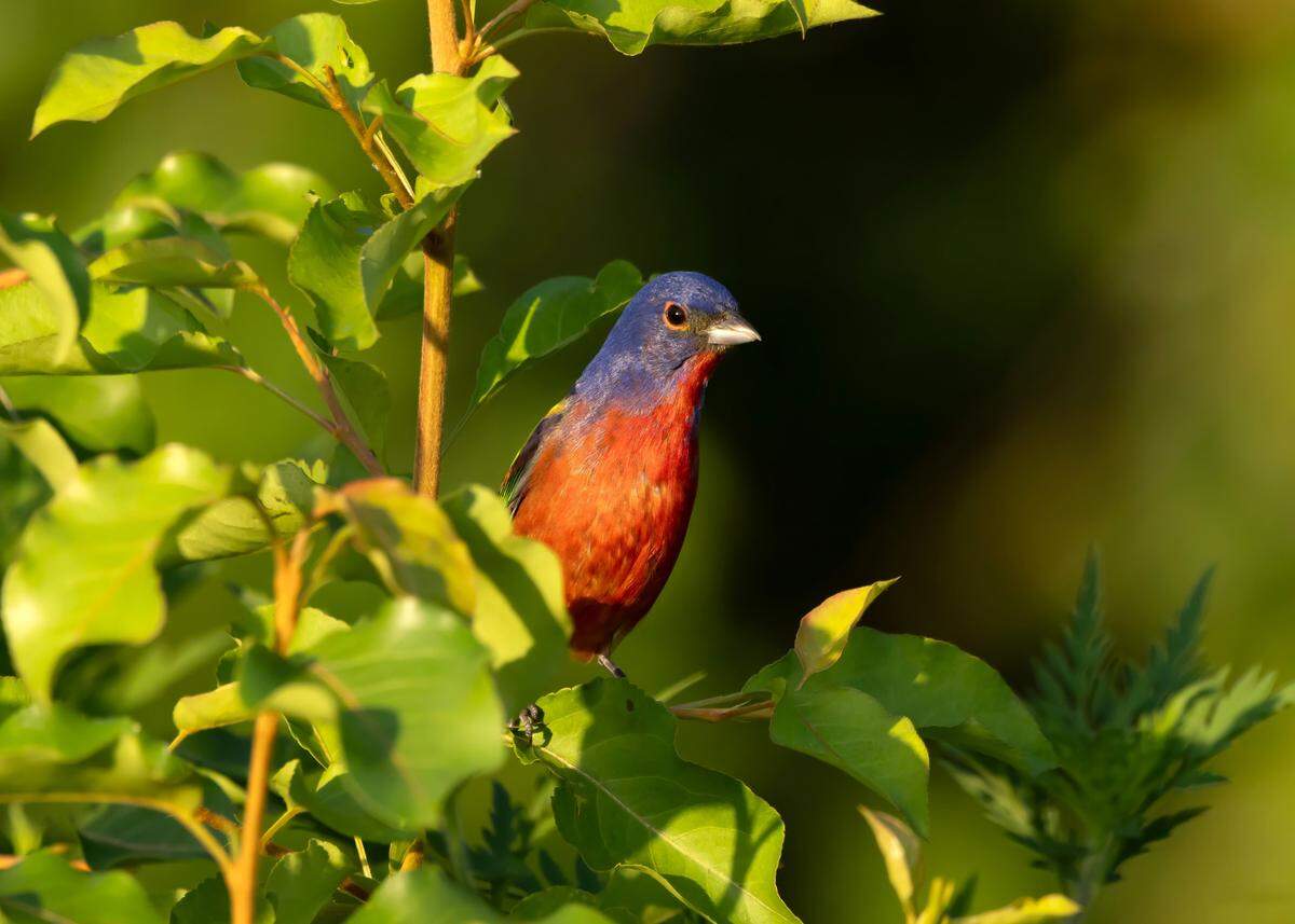A painted bunting photographed by Corie Latta near the sunflower field in Dix Park Thursday, July 24, 2025.