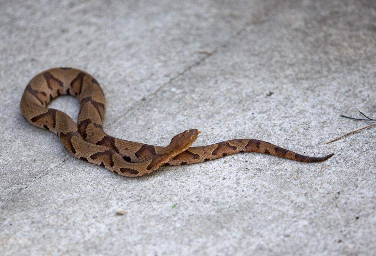 Copperheads are brownish-gray in color with an hourglass-shaped pattern, that looks similar to a Hershey’s Kiss, on their backs.