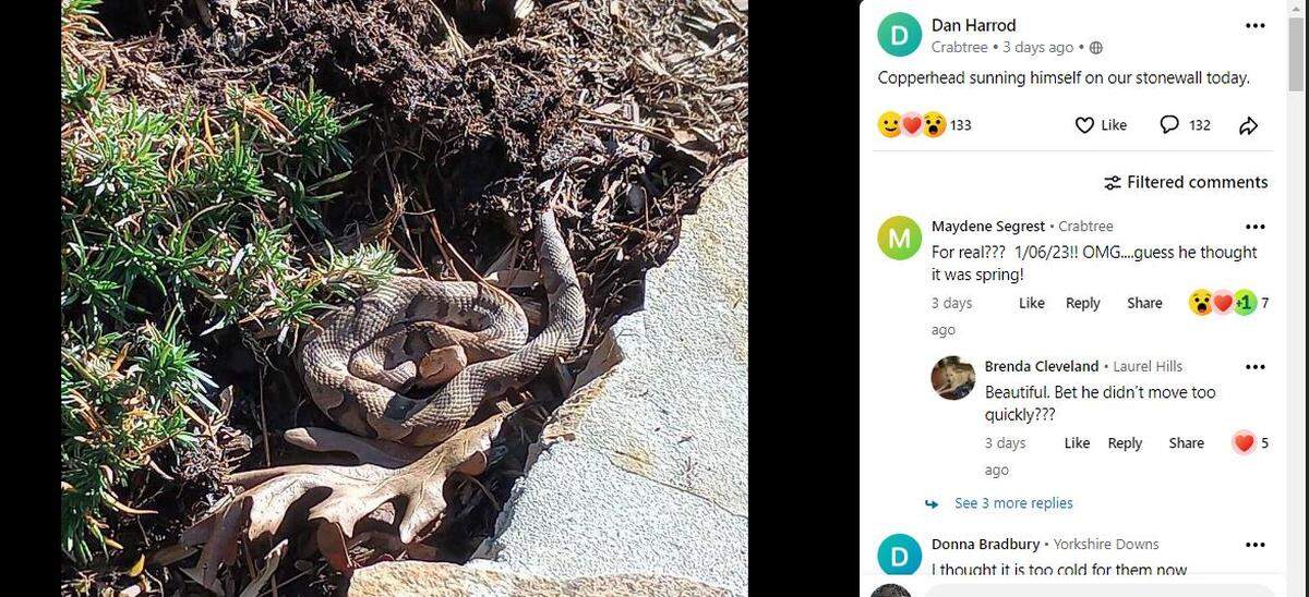 Raleigh resident Dan Harrod photographed this copperhead snake sunning himself in early January 2023.