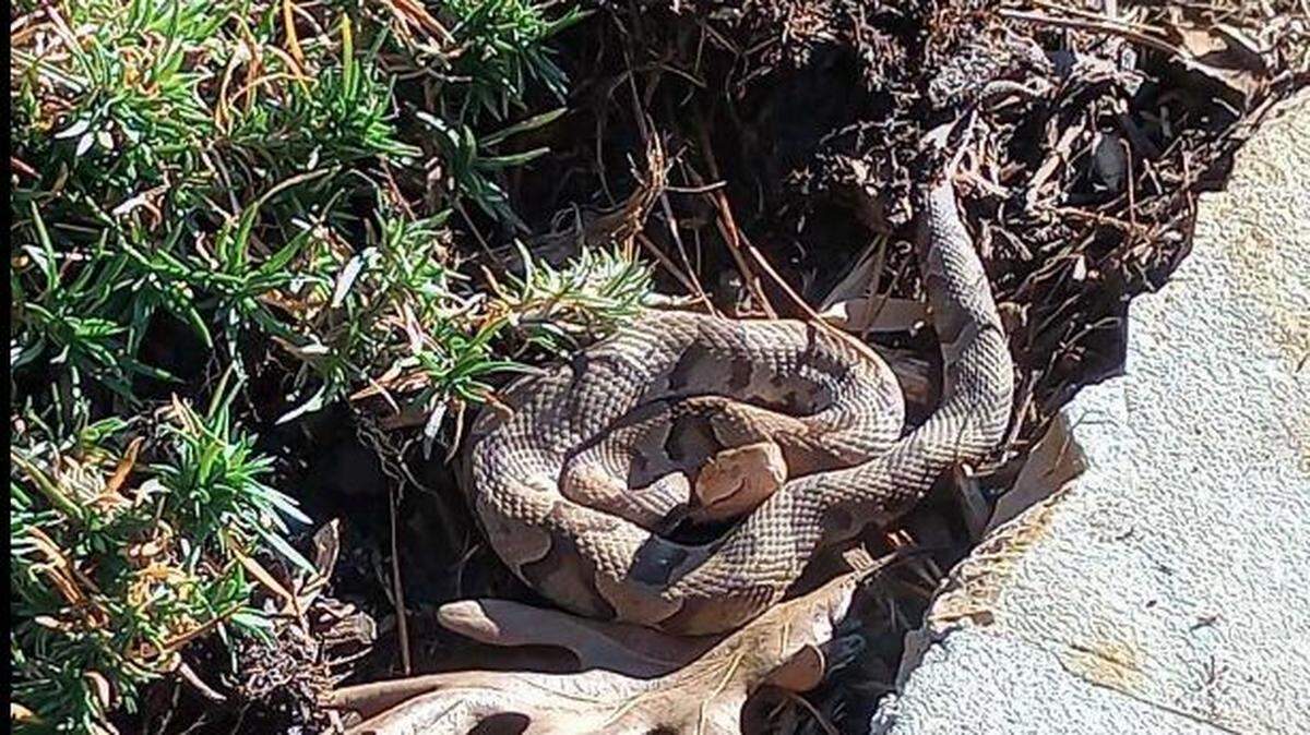 Copperheads in Raleigh in January? Looks like it. Local snake expert explains why.