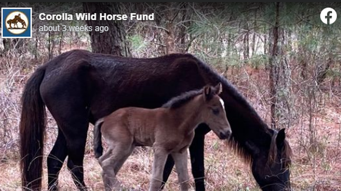 “He seemed completely fine, walking right next to his mom,” the group wrote on Facebook. “By 4:30, he had passed away.”