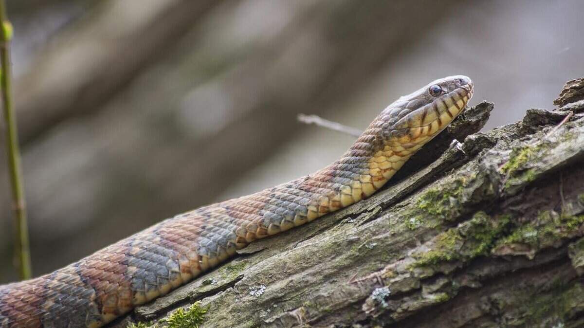 The Museum of Life and Science in Durham is seeking unwanted exotic pets to fill vacancies in its exhibit space, particularly corn snakes, ferrets and chinchillas.
