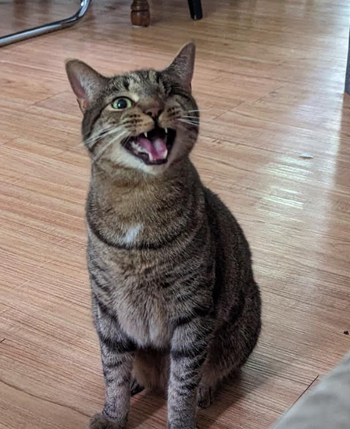 Vinny, one of the finalists in the News & Observer’s cutest cat contest.