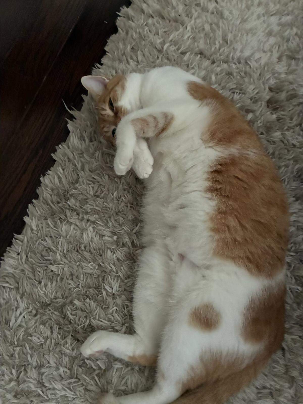 Marmalade, the winner of The News & Observer’s cutest cat contest.