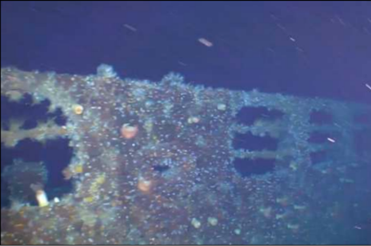 A glimpse of a railing along the starboard side of the “Snowy Grouper Wreck,” according to the Association of Underwater Explorers.