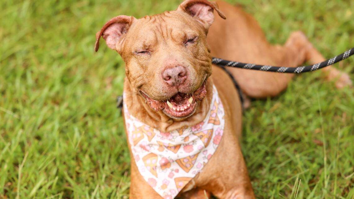 Kino, an American Staffordshire Terrier, is the longest resident at the Wake County Animal Center having been there for over 200 days.