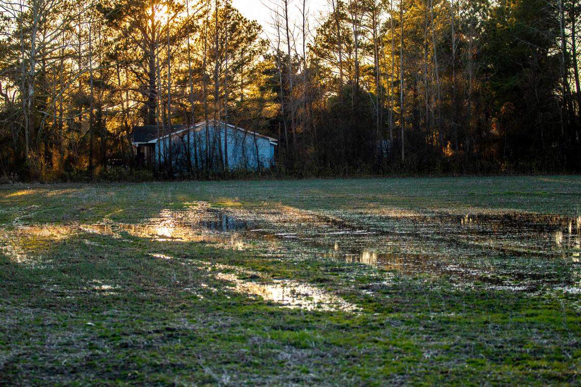 The former home of Roscoe Artis sits yards away from the Red Springs soybean field where the body of 11-year-old Sabrina Buie was found raped and murdered in 1983. After almost 31 years in prison, half brothers Henry McCollum and Leon Brown were exonerated largely because of DNA evidence.ArtisÕs DNA was found on a cigarette butt at the crime scene.