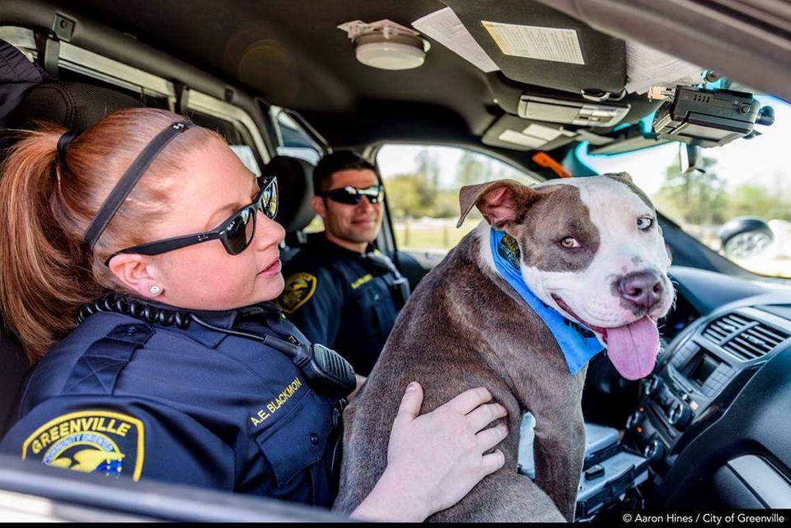 Harvard the rescue dog was K-9 for a day with Greenville Police.
