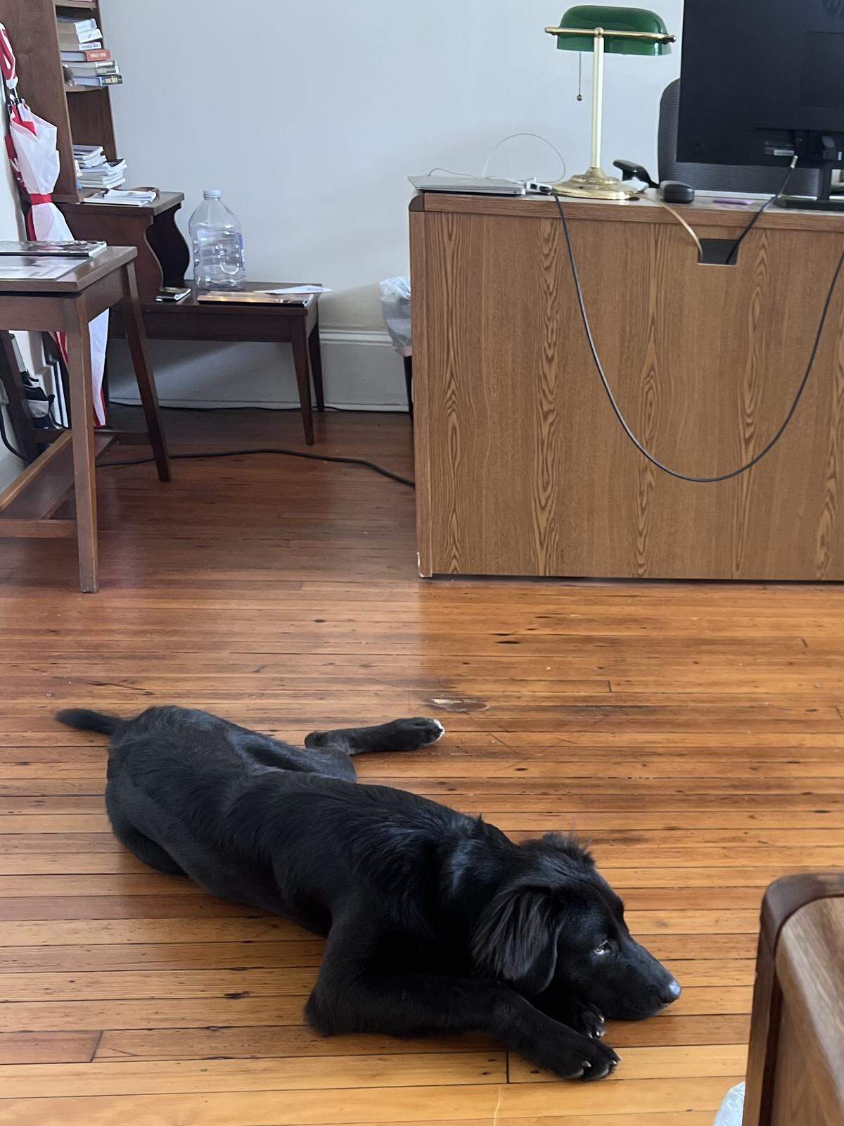 Scoot the news hound holds court in the Daily Dispatch of Henderson, pet and confidant of sports reporter Graham Noble.