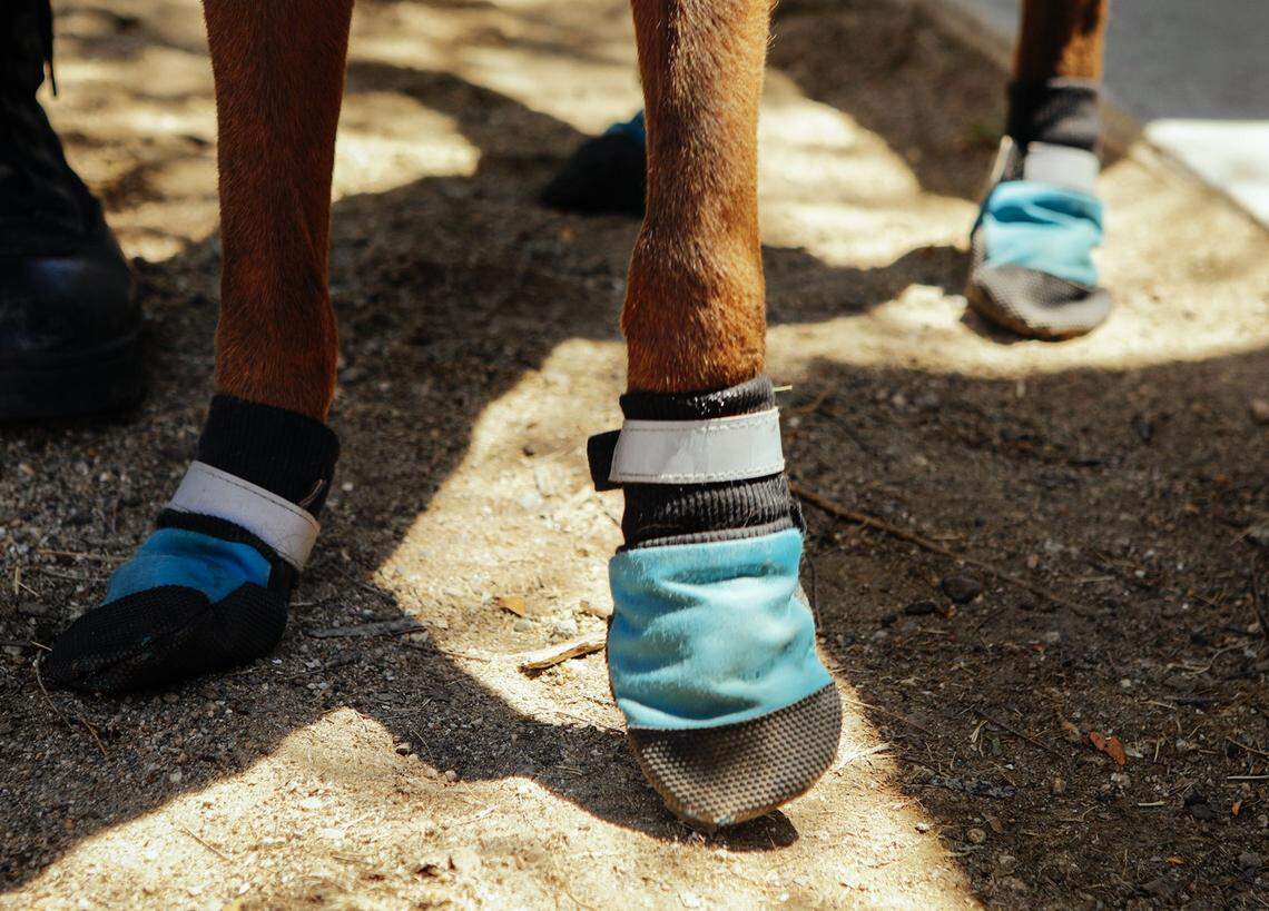 To protect his paws from the blazing hot asphalt Popeye the dog wears a set of dog booties in this McClatchy file photo.