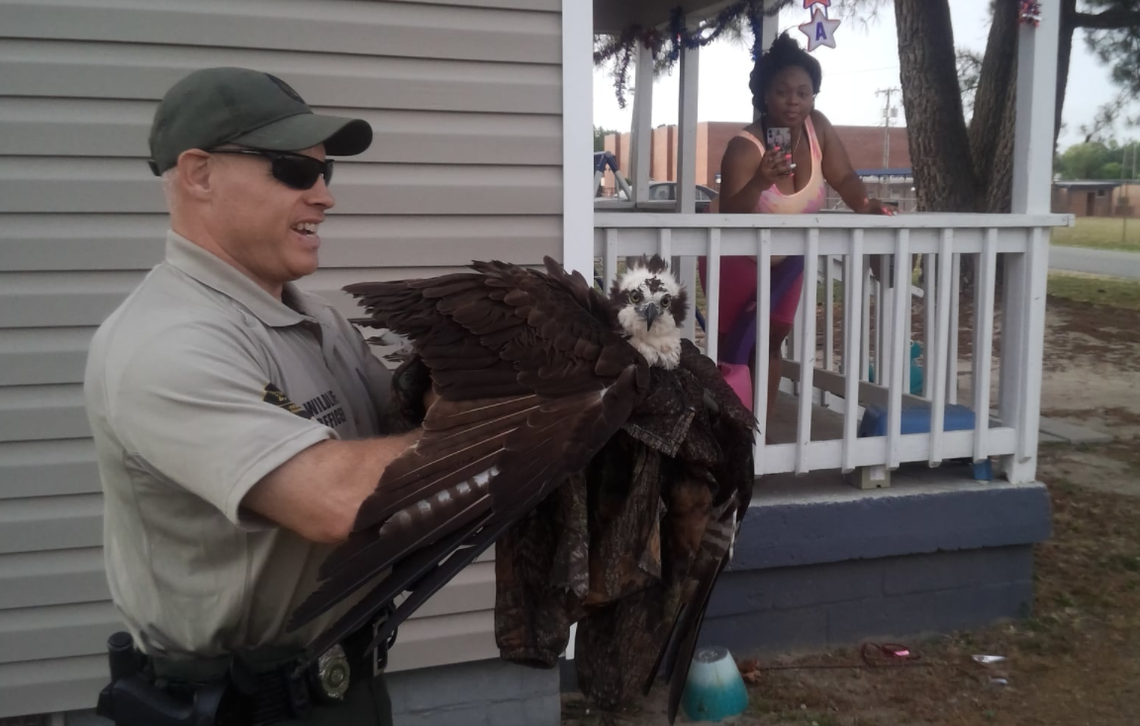 Some commenters on social media noted the bird did not look happy, even after being rescued.