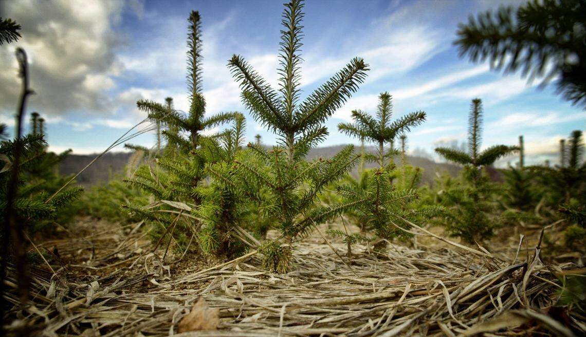 Young Fraser Firs grown on a western North Carolina Christmas tree farm.