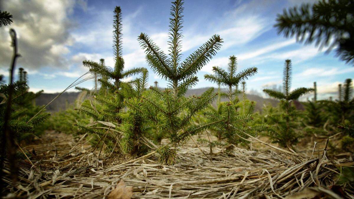Young Fraser Firs grown on a western North Carolina Christmas tree farm.